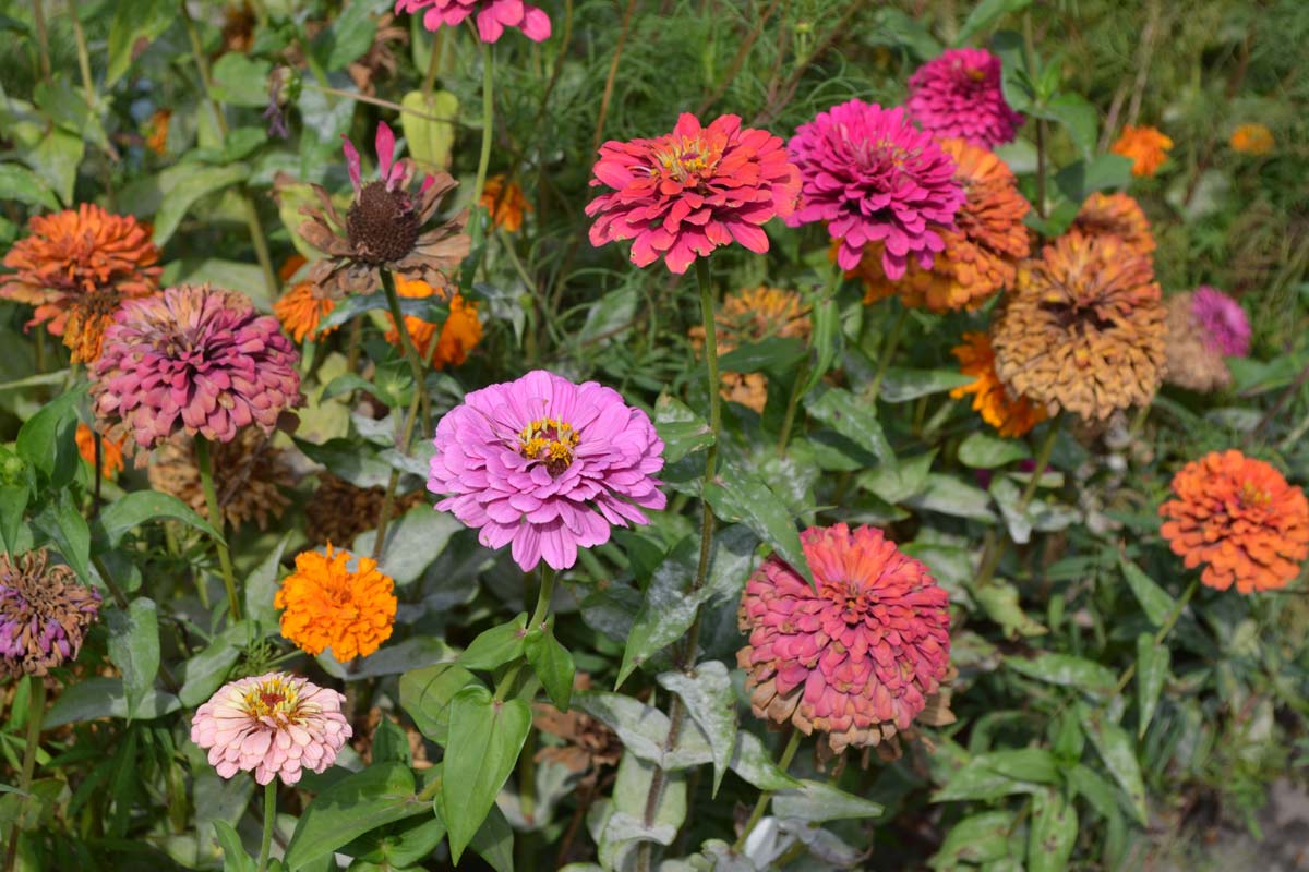 13 Best Border Plants For Edging 14 zinnia plants up close.