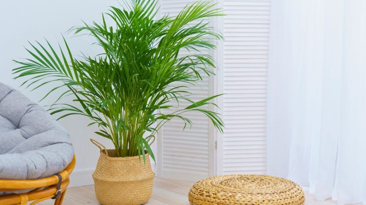 15 Dog-Safe Indoor Plants to Brighten Up Your Home 5 15 Dog-Safe Indoor Plants to Brighten Up Your Home - Areca Palm ss1908988105