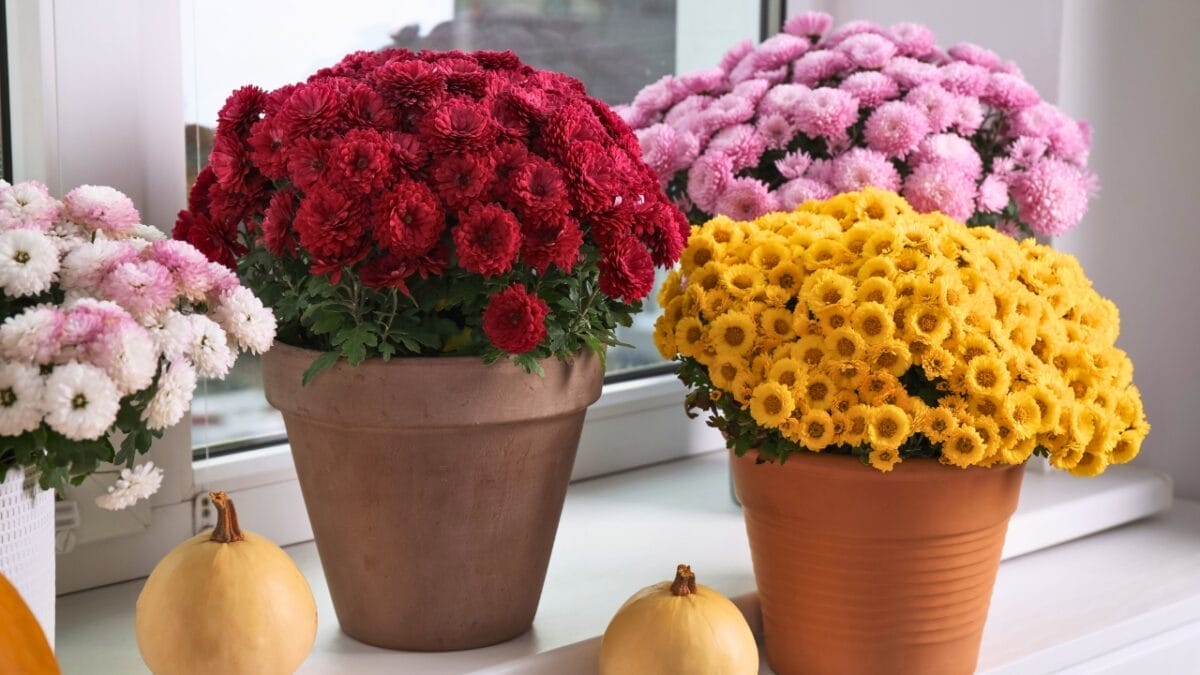 Blooms in Buckets: 20 Perennials Guaranteed to Thrive in Pots 9 Blooms in Buckets: 20 Perennials Guaranteed to Thrive in Pots - Chrysanthemum ss2110220813