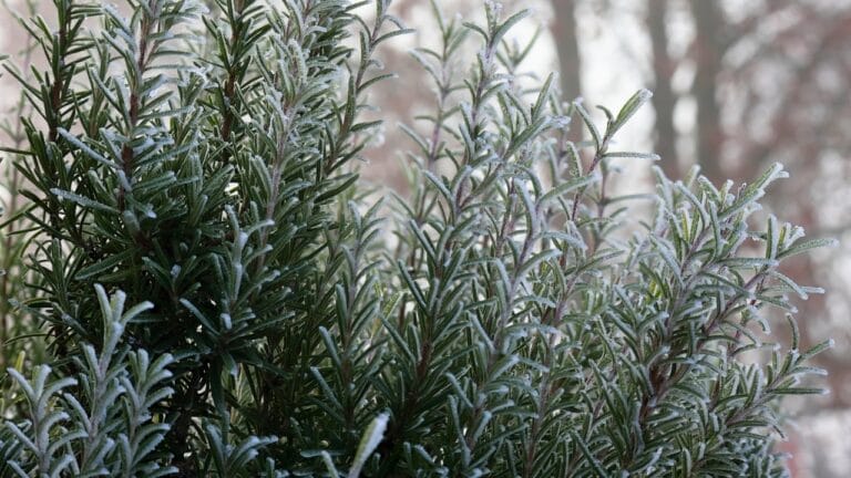 10 Best Tips for Ensuring Your Rosemary’s Survival 9 10 Best Tips for Ensuring Your Rosemary’s Survival - Rosemary plant in the garden in winter ss2397578387 degm