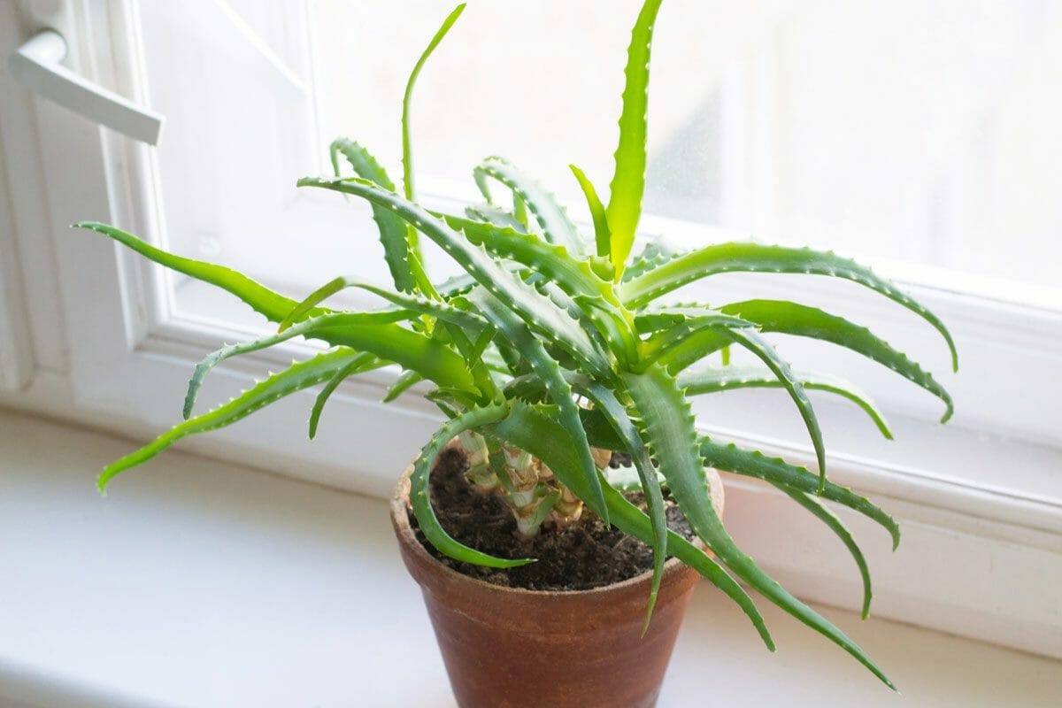 Top 10 Indoor Plants To Purify Air, According to NASA Expert 9 aloe vera plant by window