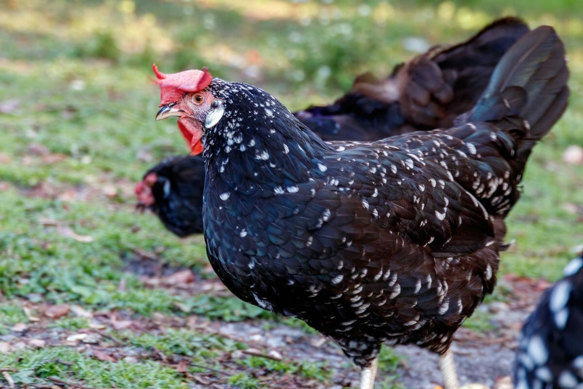 A-Z List of Black Chicken Breeds: 18 Types (With Pictures) 2 ancona black chicken breed.