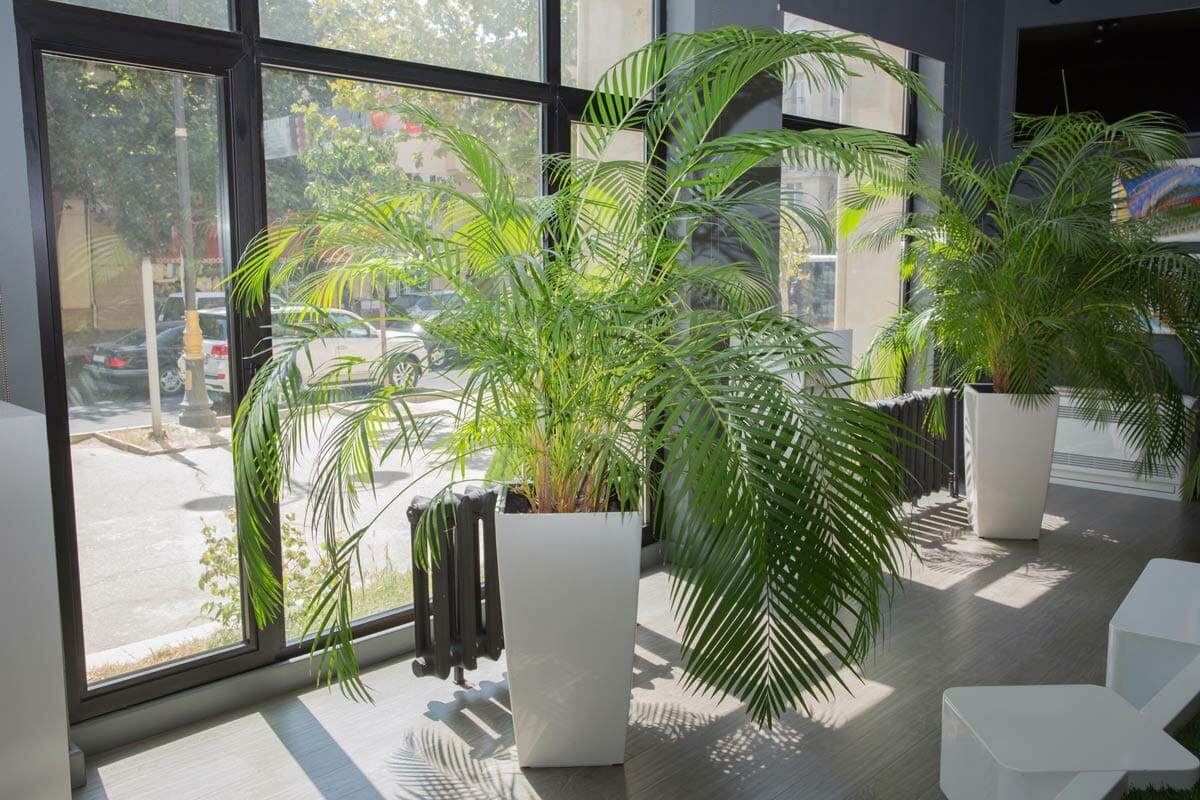 Top 10 Indoor Plants To Purify Air, According to NASA Expert 4 areca plan plant to filter indoor air, next to a window.