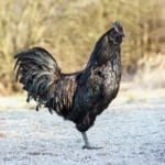 A-Z List of Black Chicken Breeds: 18 Types (With Pictures) 31 all black chicken breed ayam cemani
