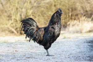 A-Z List of Black Chicken Breeds: 18 Types (With Pictures) 1 all black chicken breed ayam cemani