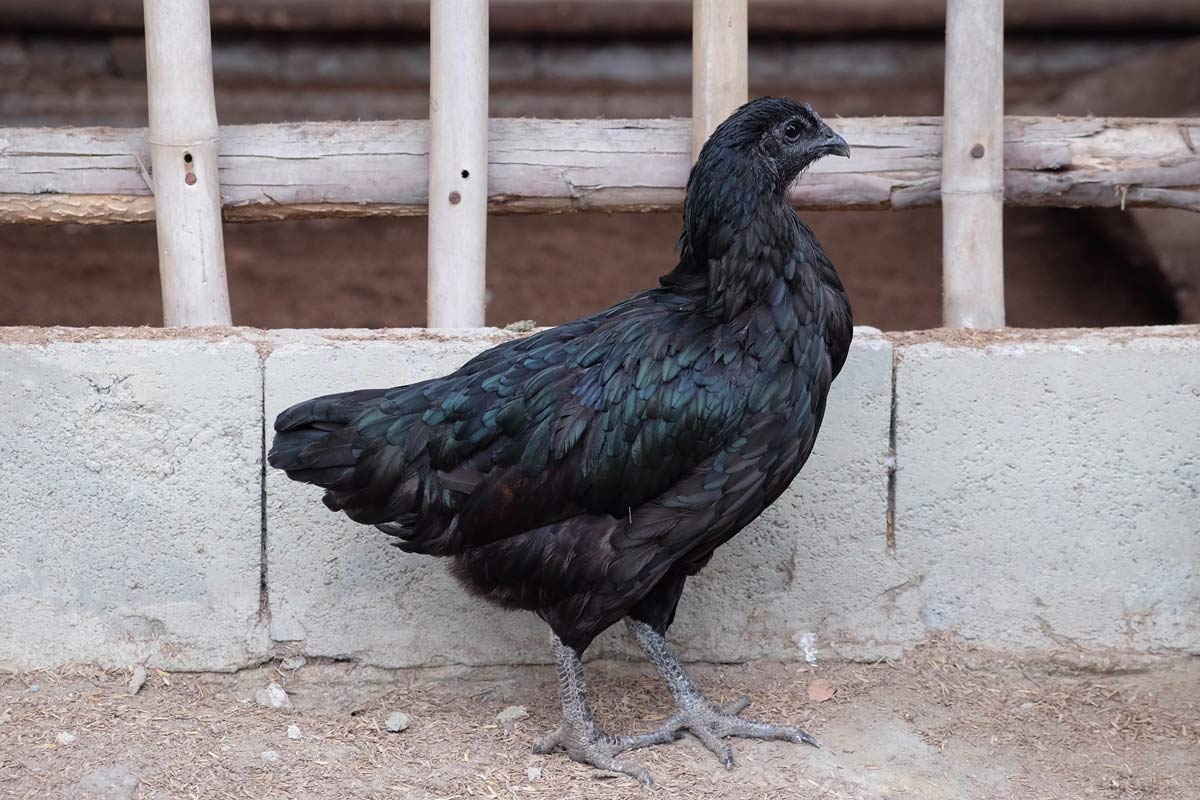 Feathers of Gold: The World's Most Expensive Chicken Breed 3 ayam cemani chicken