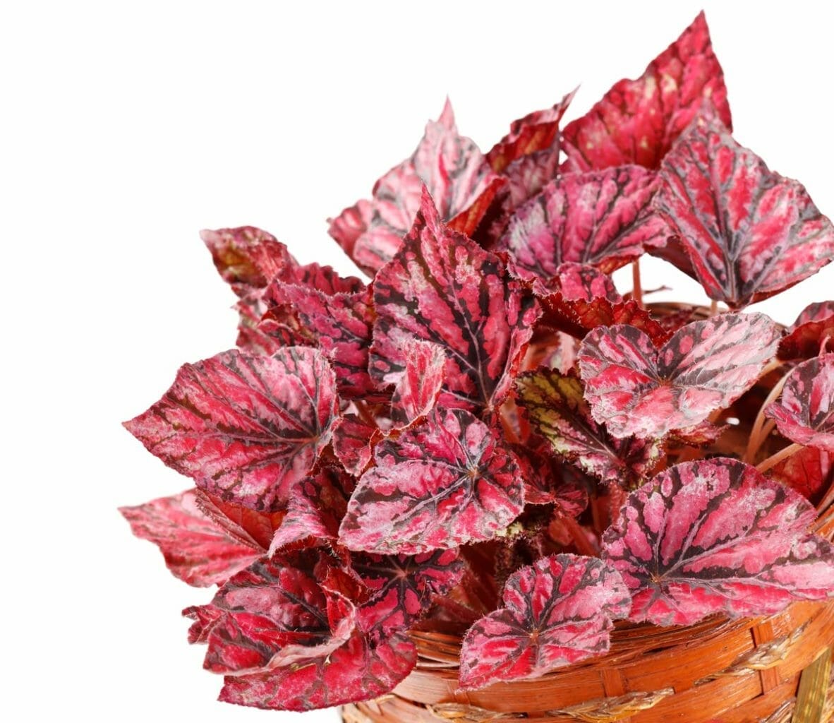 10 Rose-Colored Indoor Plants For a Vibrant & Joyful Home 6 10 Rose-Colored Indoor Plants For a Vibrant & Joyful Home - begonia plant rose colored ss 125166623