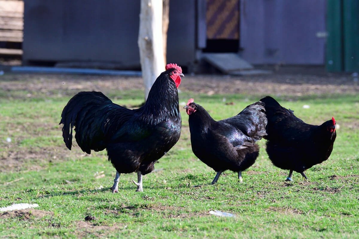 A-Z List of Black Chicken Breeds: 18 Types (With Pictures) 3 black australorp chickens and rooster.