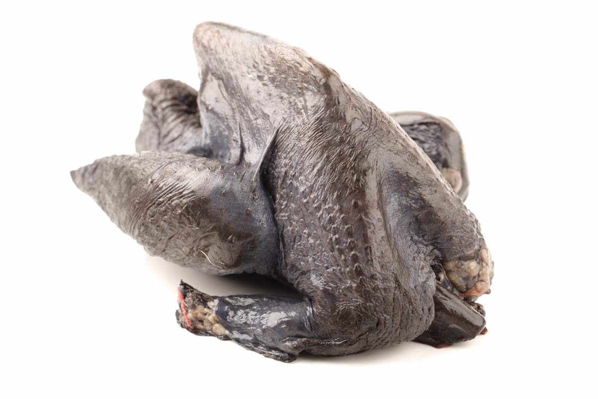 Feathers of Gold: The World's Most Expensive Chicken Breed 2 black chicken meat