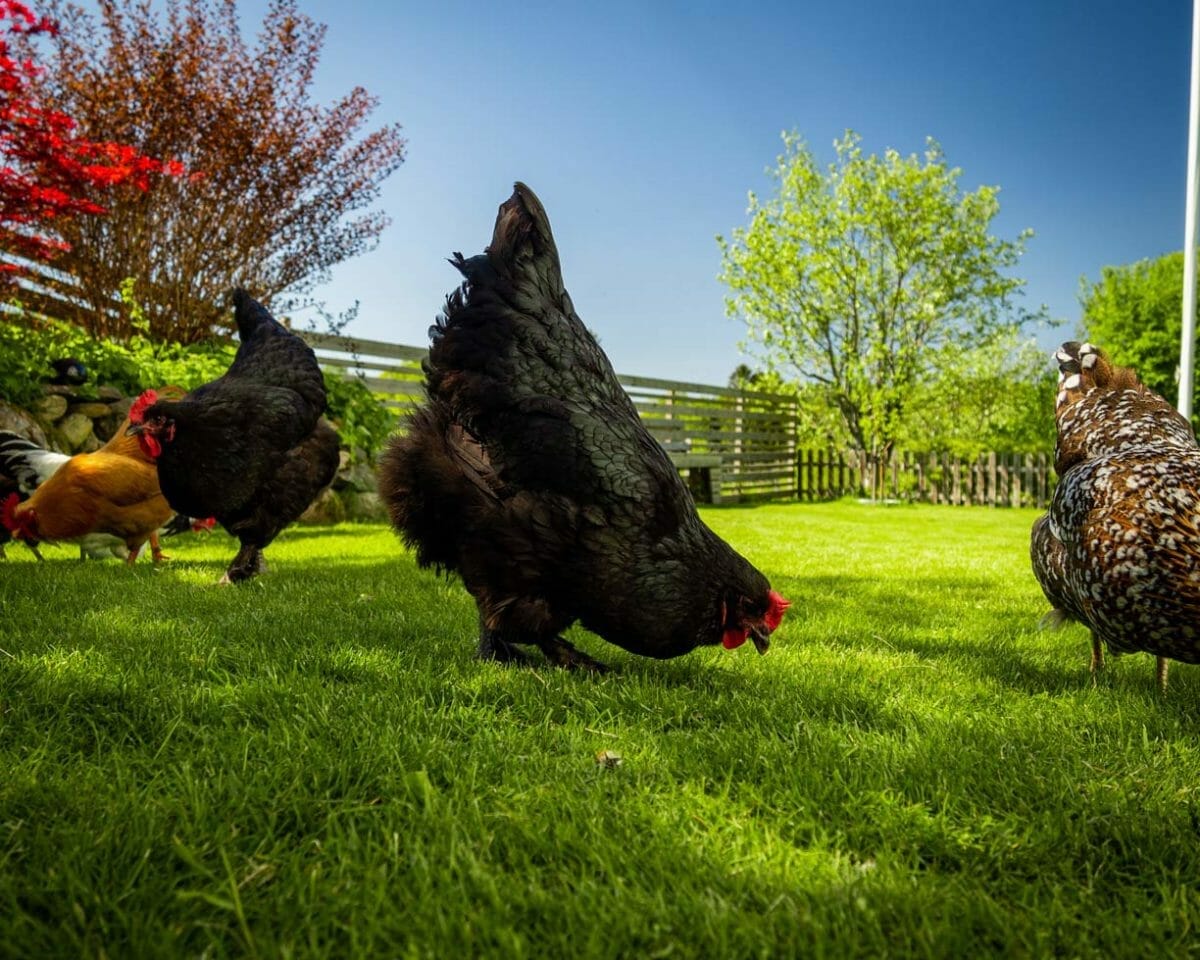 A-Z List of Black Chicken Breeds: 18 Types (With Pictures) 10 black croad langshan chickens