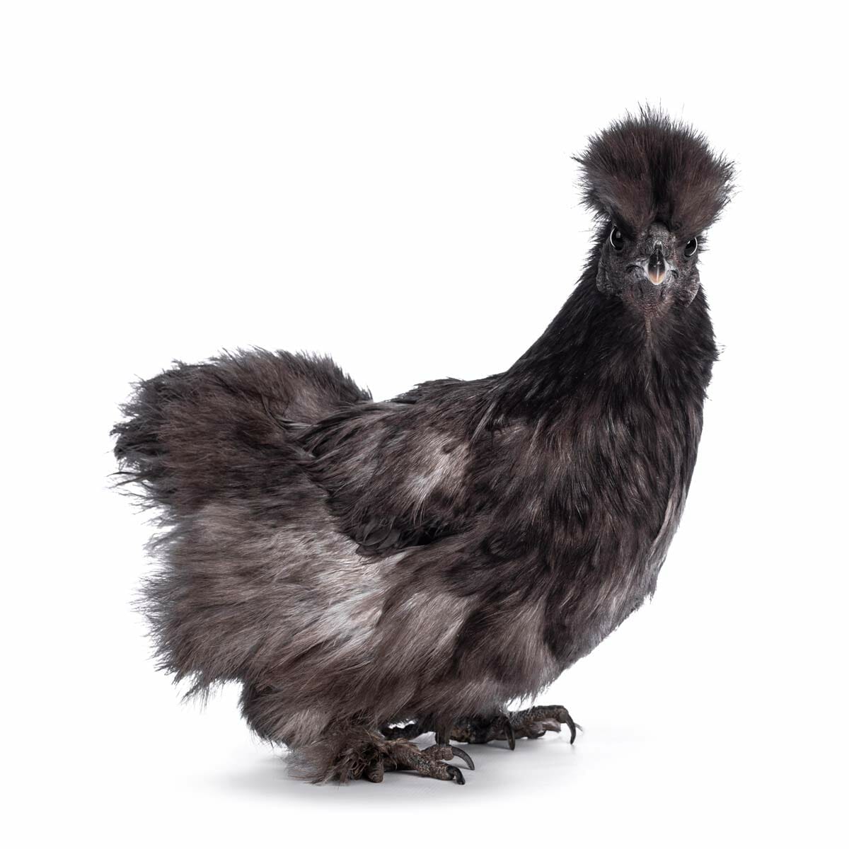 A-Z List of Black Chicken Breeds: 18 Types (With Pictures) 13 black silkie chicken breed