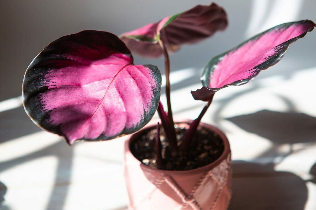 10 Rose-Colored Indoor Plants For a Vibrant & Joyful Home 3 Calathea Roseopicta Dottie in a rose-colored pot