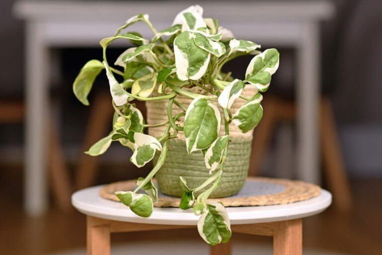 Why Is My Pothos Droopy – 2 Common Drooping Causes & Fixes 7 droopy pothos plant in basket