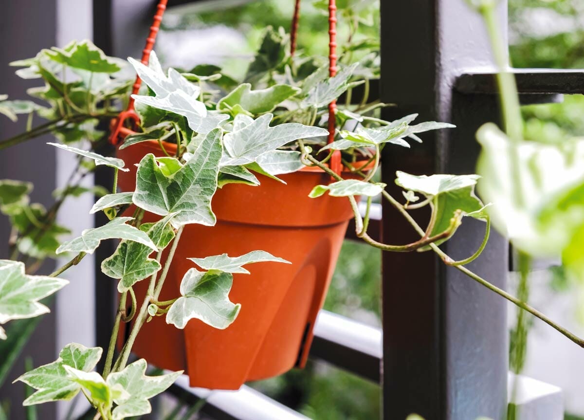 Top 10 Indoor Plants To Purify Air, According to NASA Expert 2 English Ivy air purifying plant in a hanging basket.