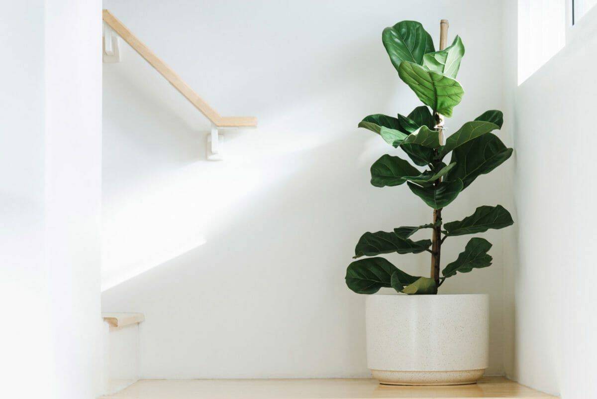 Transform Your Home Into A Tropical Oasis: Fiddle Leaf Fig 2 fiddle leaf fig tree plant in a stairwell by a window