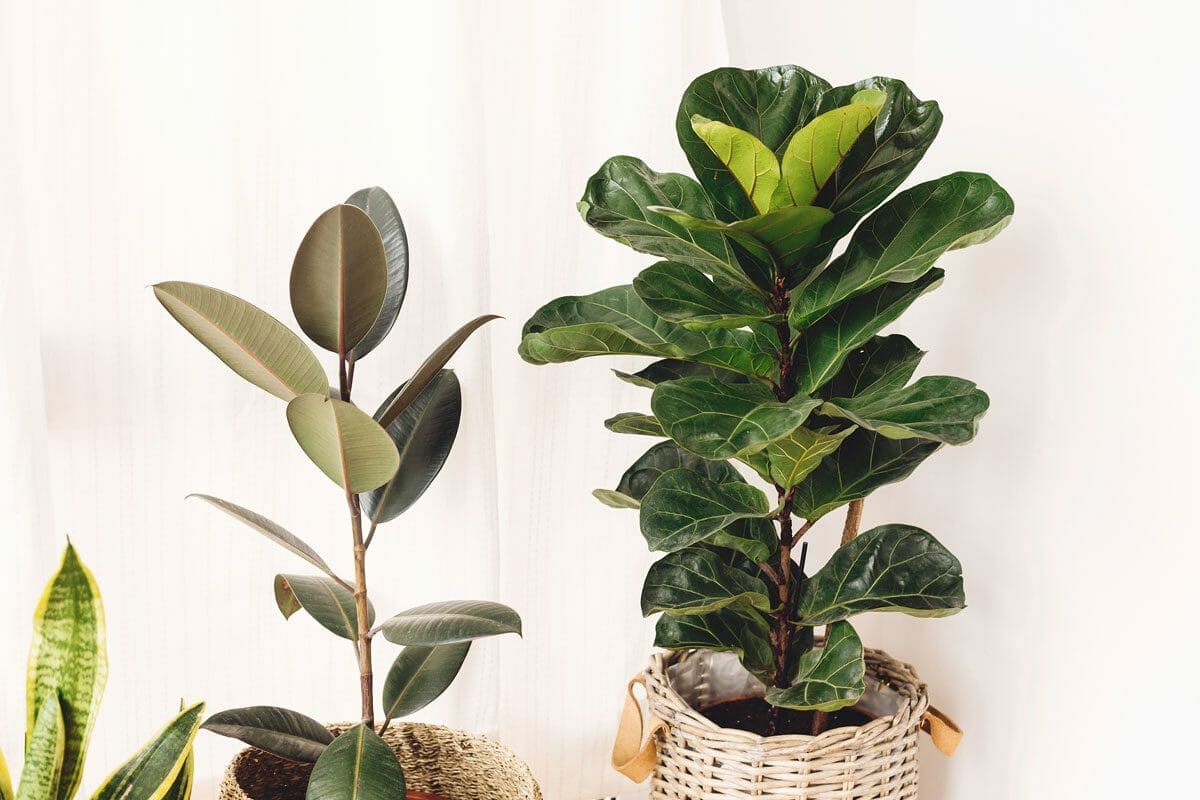 Transform Your Home Into A Tropical Oasis: Fiddle Leaf Fig 7 fiddle leaf fig plant with rubber tree and snake plant