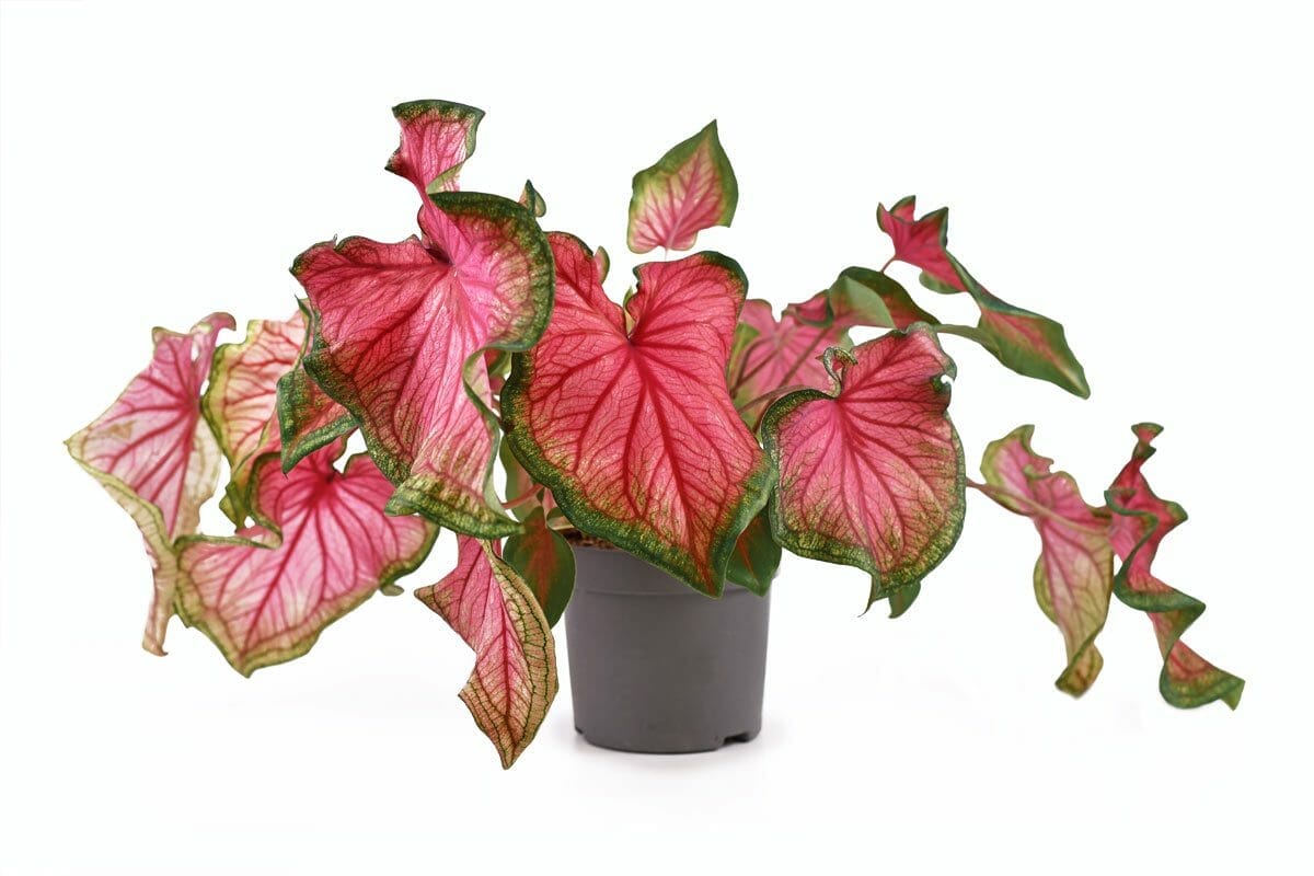 10 Rose-Colored Indoor Plants For a Vibrant & Joyful Home 4 Florida sweetheart caladium plant