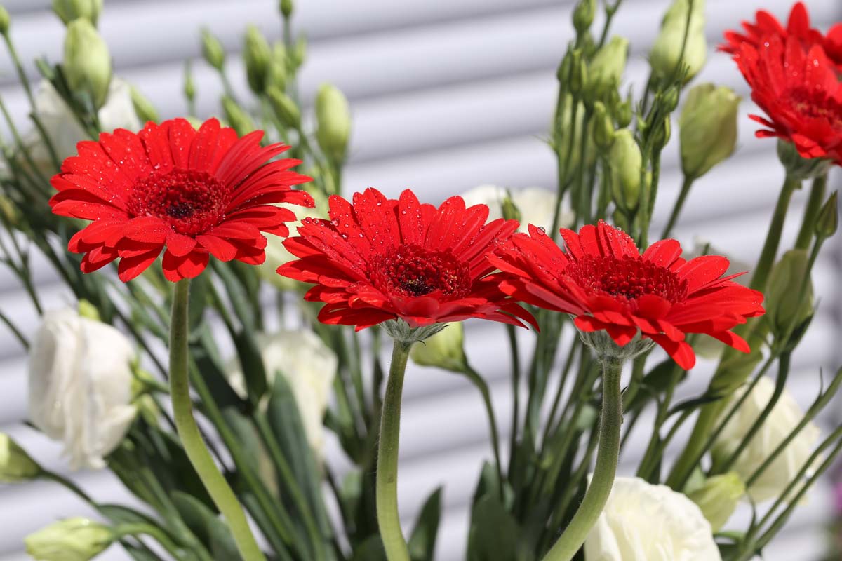 Top 10 Indoor Plants To Purify Air, According to NASA Expert 11 gerbera daisy plant