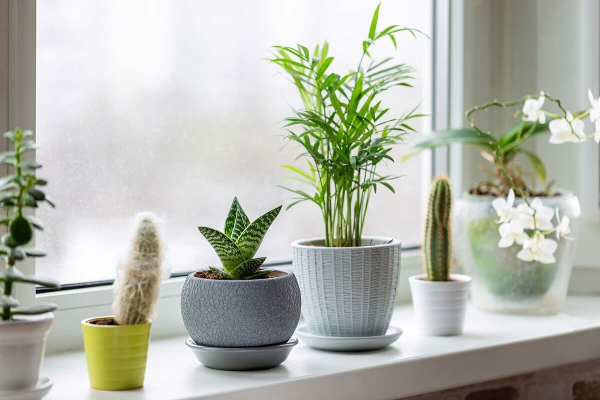 11 Culprits Behind Your Snake Plants Brown Tips & Easy Solutions 8 houseplants during winter