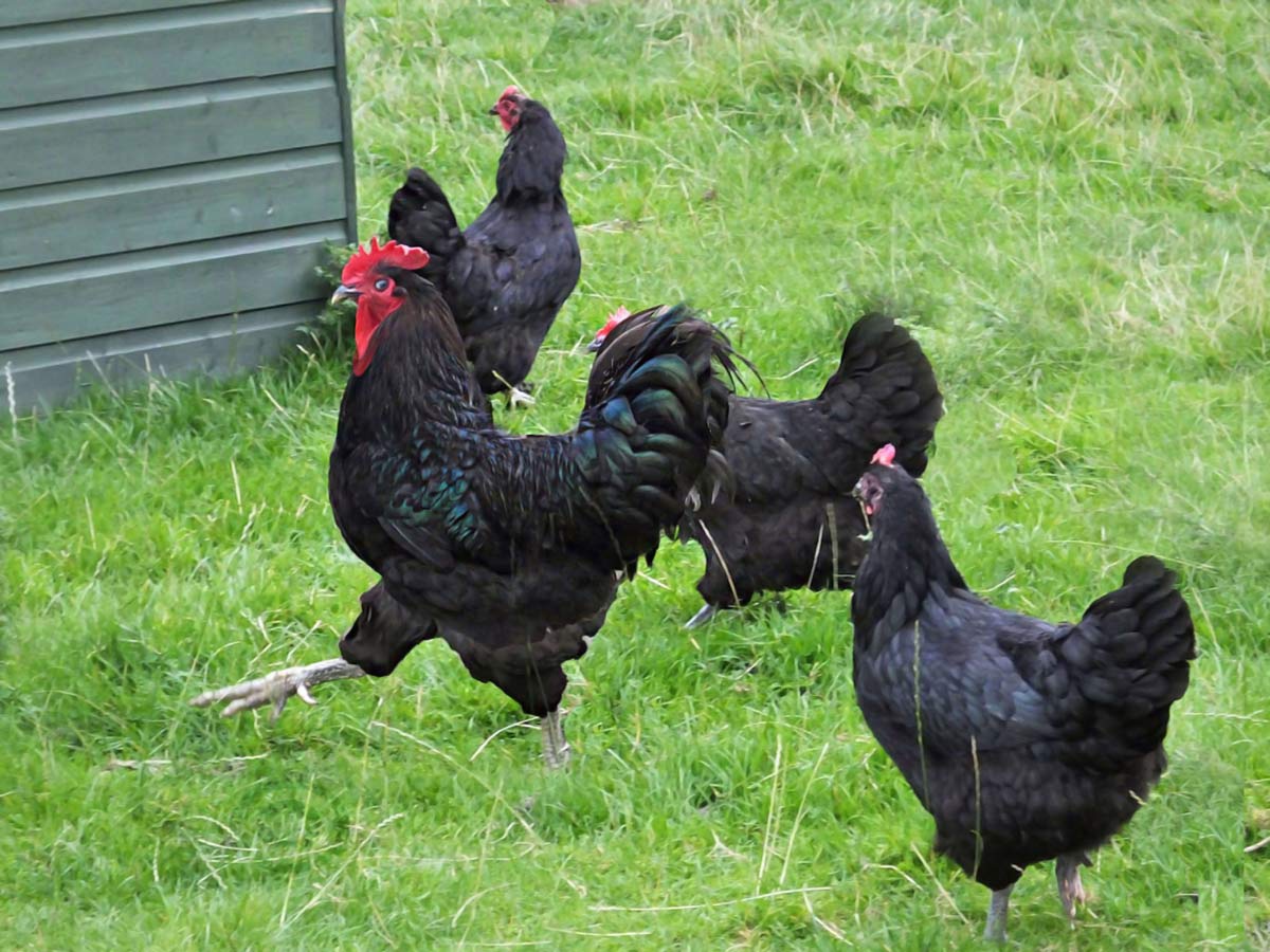 A-Z List of Black Chicken Breeds: 18 Types (With Pictures) 7 black jersey giant chickens and rooster.