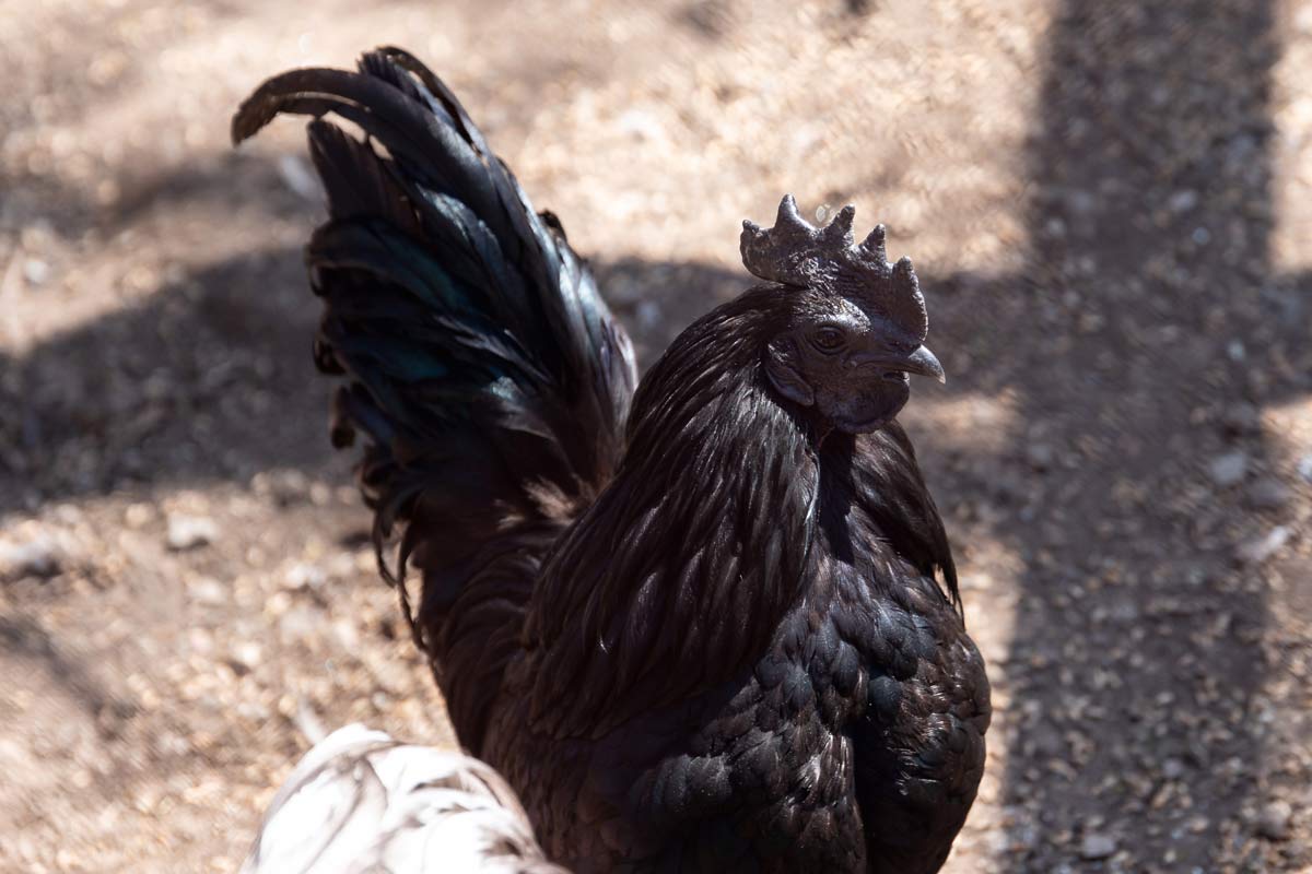 A-Z List of Black Chicken Breeds: 18 Types (With Pictures) 8 kadaknath black chicken
