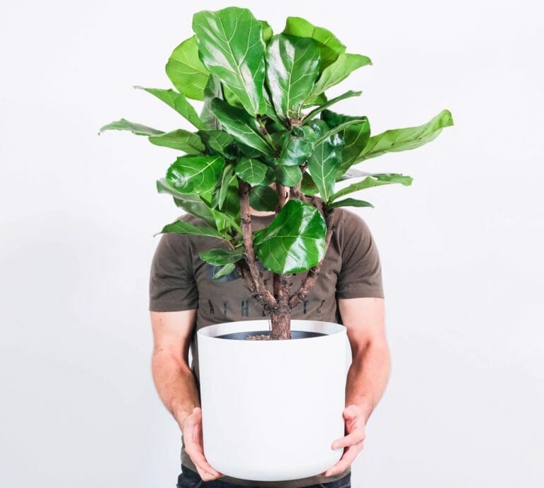 Transform Your Home Into A Tropical Oasis: Fiddle Leaf Fig 4 man holding a fiddle leaf fig tree plant