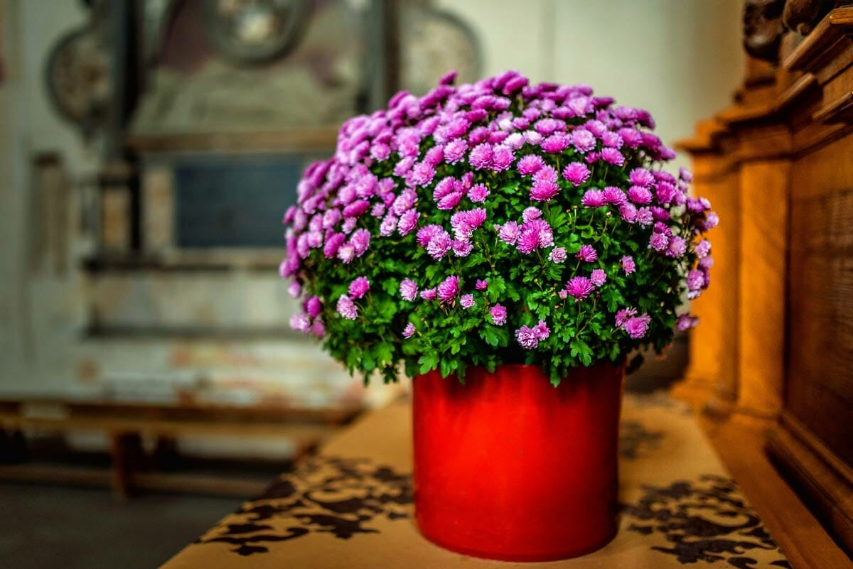 Top 10 Indoor Plants To Purify Air, According to NASA Expert 3 mums plant to clean indoor air quality