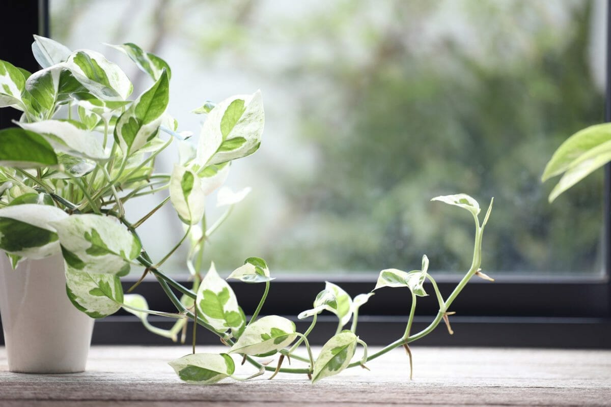Pothos Dying? Reasons Why + How to Revive & Save Your Plant 5 pearls and jade pothos plant on a wooden table.