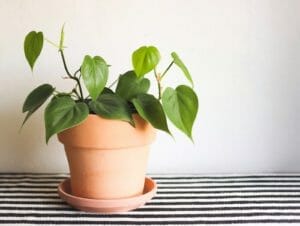 Philodendron vs Pothos: Guide to Know The Plants Like a Pro 1 philodendron heart leaf plant easily confused with pothos