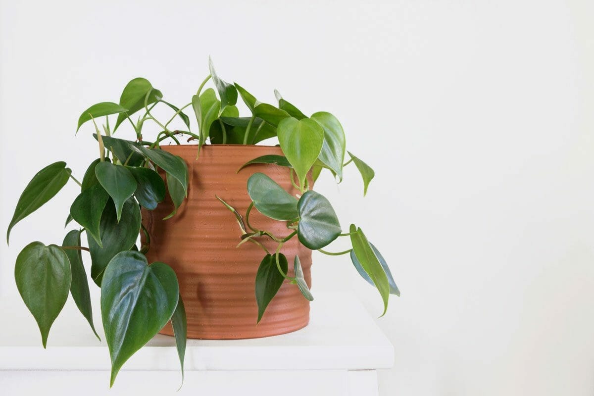 Philodendron vs Pothos: Guide to Know The Plants Like a Pro 4 Philodendron vs Pothos: Guide to Know The Plants Like a Pro - philodendron hederaceum plant dp 478091282 DS