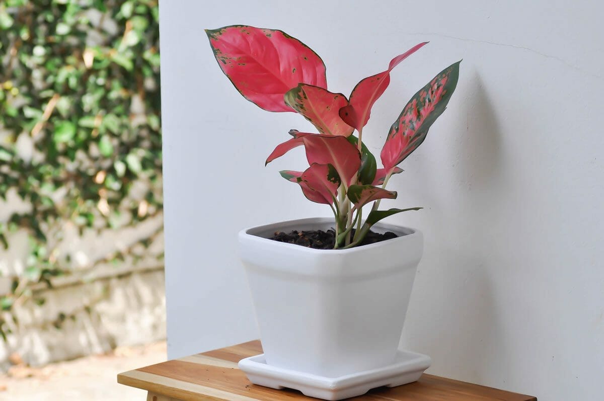 10 Rose-Colored Indoor Plants For a Vibrant & Joyful Home 2 pink Aglaonema plant in a white pot