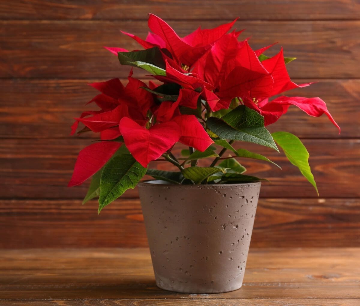 10 Rose-Colored Indoor Plants For a Vibrant & Joyful Home 5 poinsettia plant in a stone pot