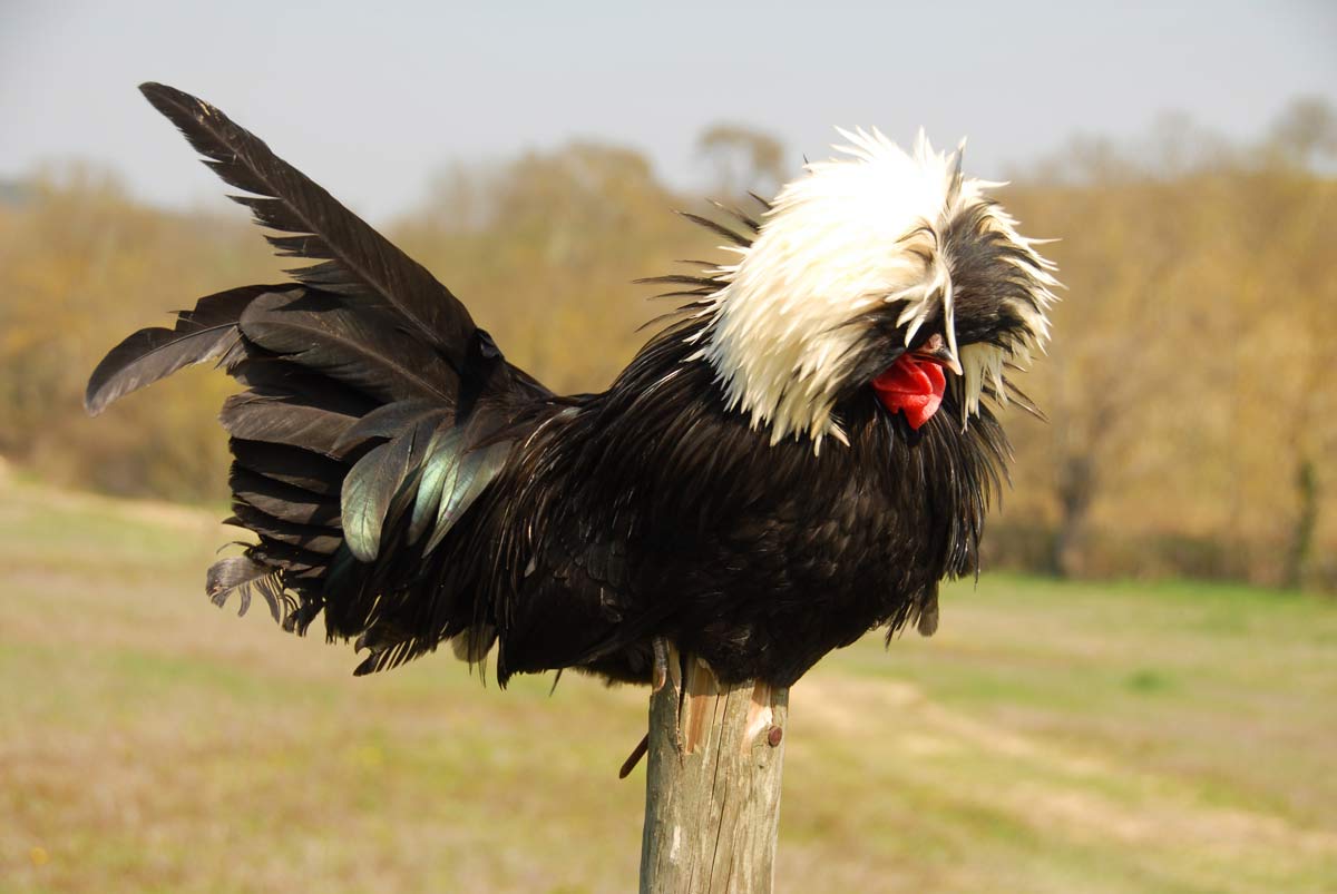 A-Z List of Black Chicken Breeds: 18 Types (With Pictures) 15 polish white-crested chicken perched on pole.