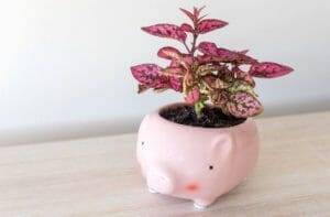 How To Propagate Polka Dot Plant: 3 Easy Methods You Can Use 1 polka dot plant in a piggy bank