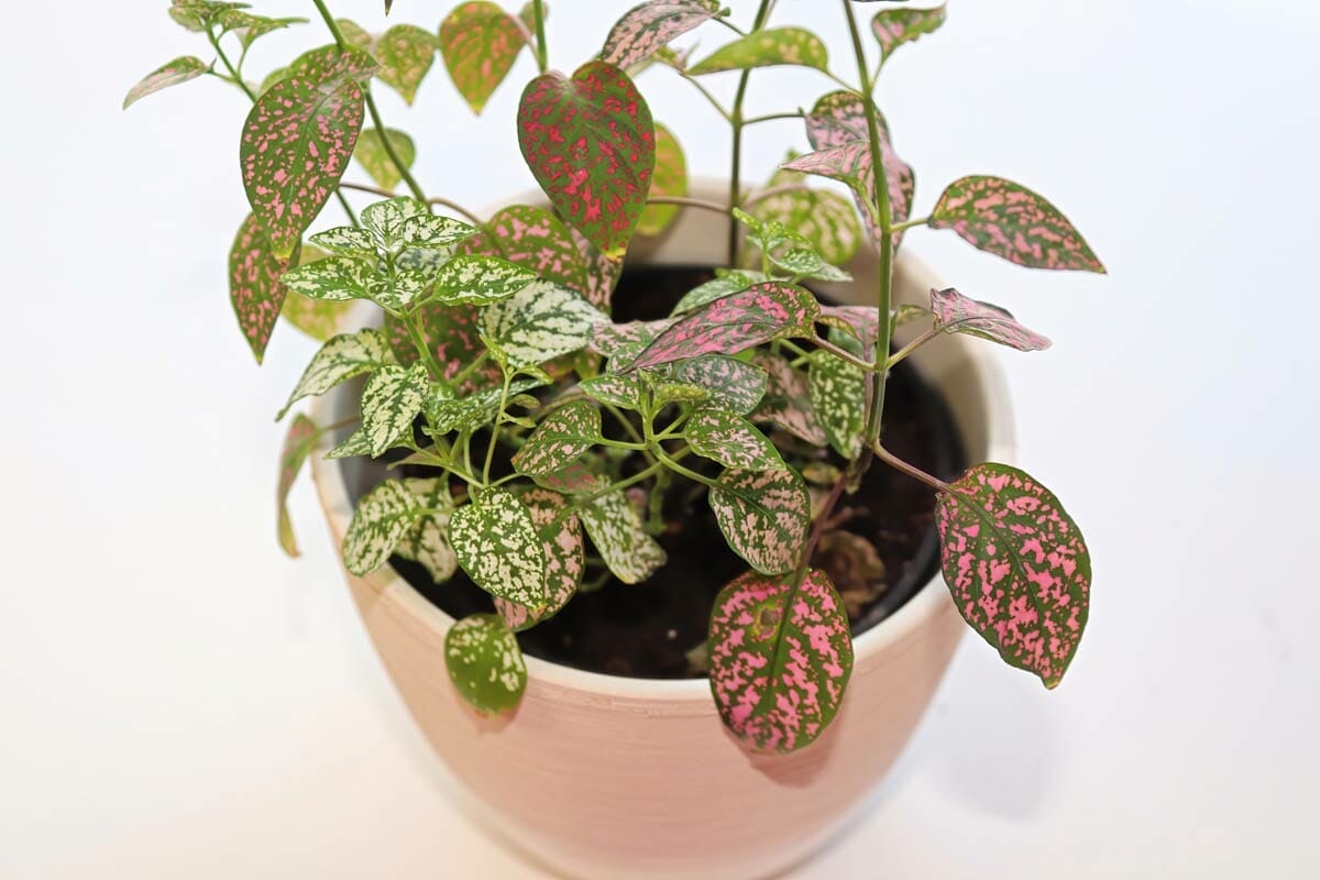 How To Propagate Polka Dot Plant: 3 Easy Methods You Can Use 2 polka dot plant in white pot
