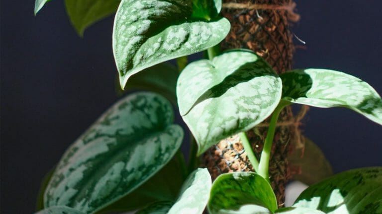 How To Make Your Pothos Climb: The Best Techniques Explained  8 pothos plant climbing a moss pole