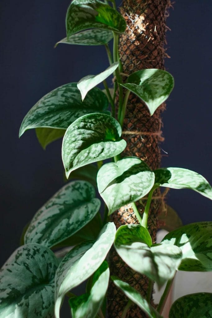 Pothos Trailing: How To Get Your Pothos To Trail Faster 7 pothos climbing a moss pole