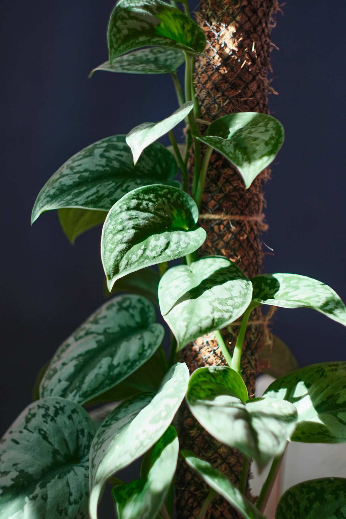 How To Make Your Pothos Climb: The Best Techniques Explained 2 A Satin Pothos climbing on a sphagnum moss pole