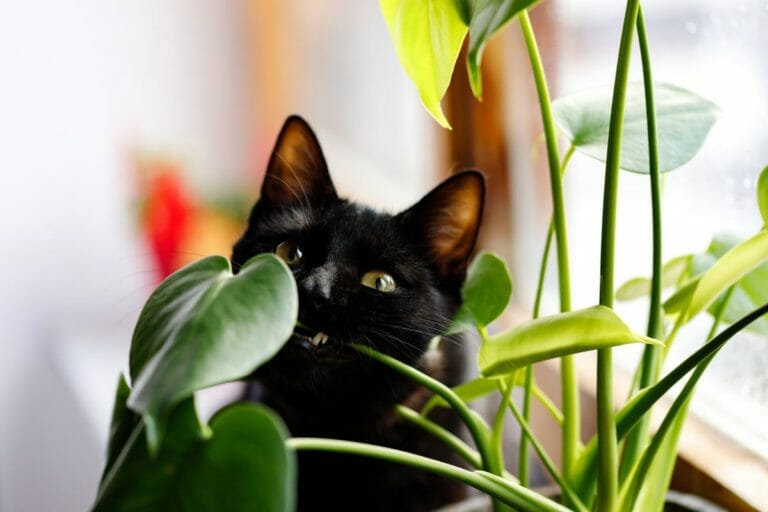 10 Beautiful Household Plants That Are Toxic for Cats 4 pothos houseplant and cat