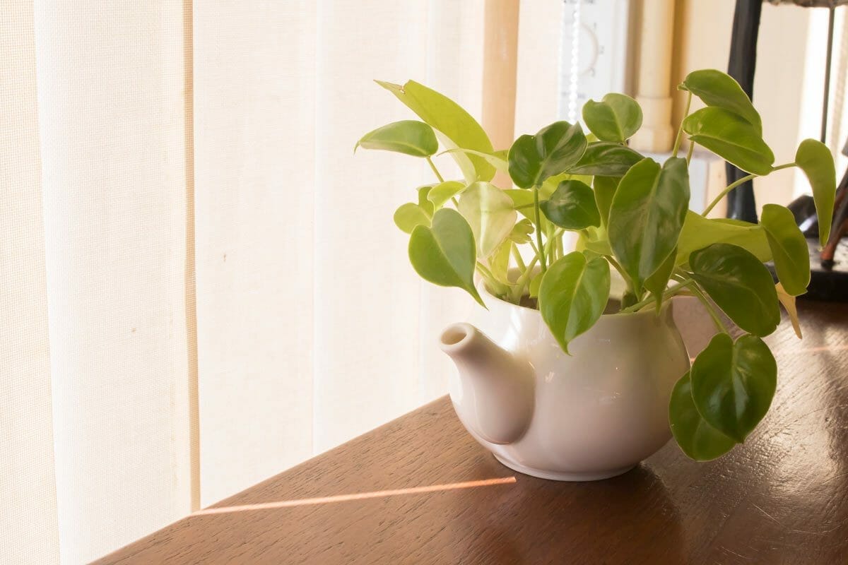 Pothos Light Needs: What Your Plant Needs to Thrive* 4 pothos plant with bright indirect light.