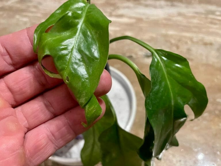 Why Are My Pothos Leaves Curling? 11 Causes & Easy Solutions 8 pothos plant with leaves curling inwards.