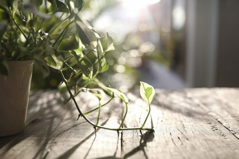 Pothos Light Needs: What Your Plant Needs to Thrive* 9 pothos with light shining on a wood table.
