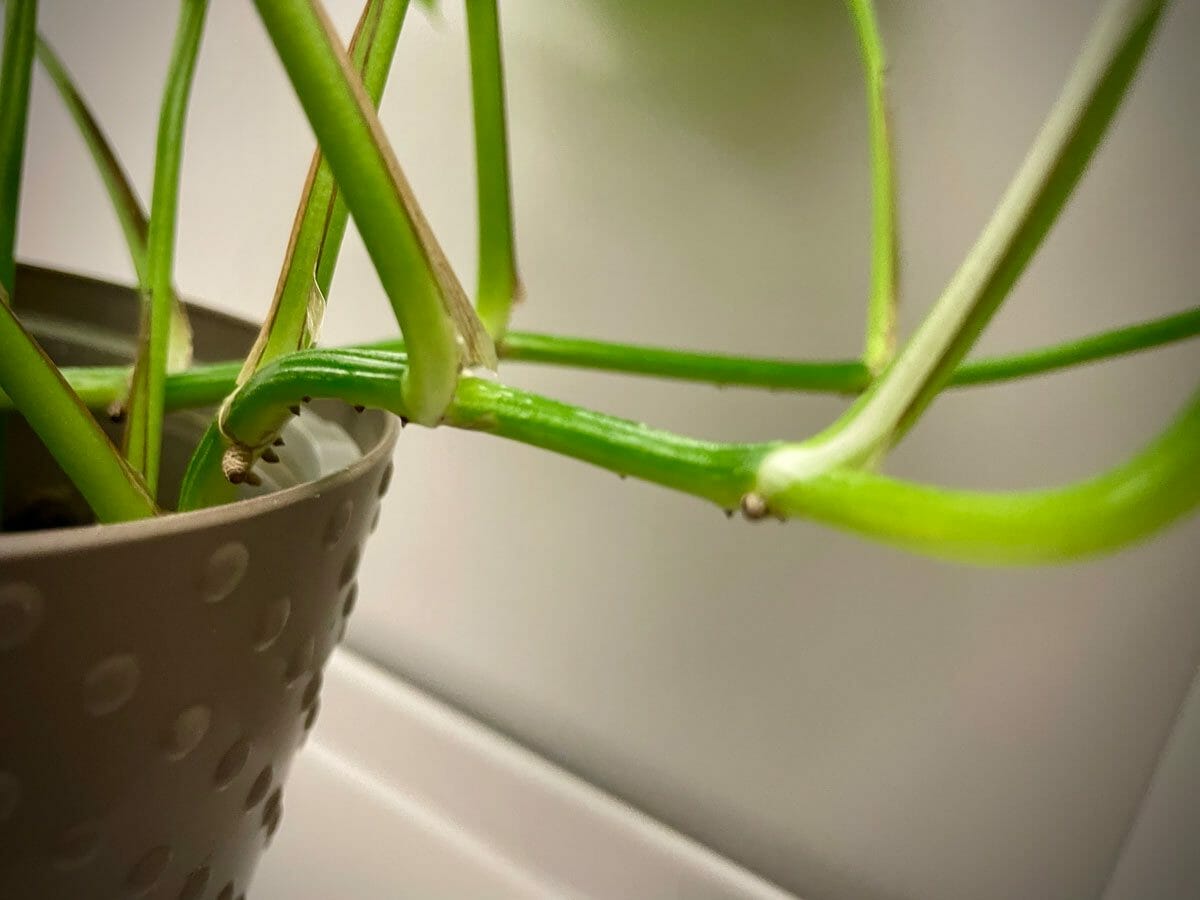 Pothos Pruning 101: Simple Guide to Trimming Pothos Plants 5 showing closeup of pothos node locations