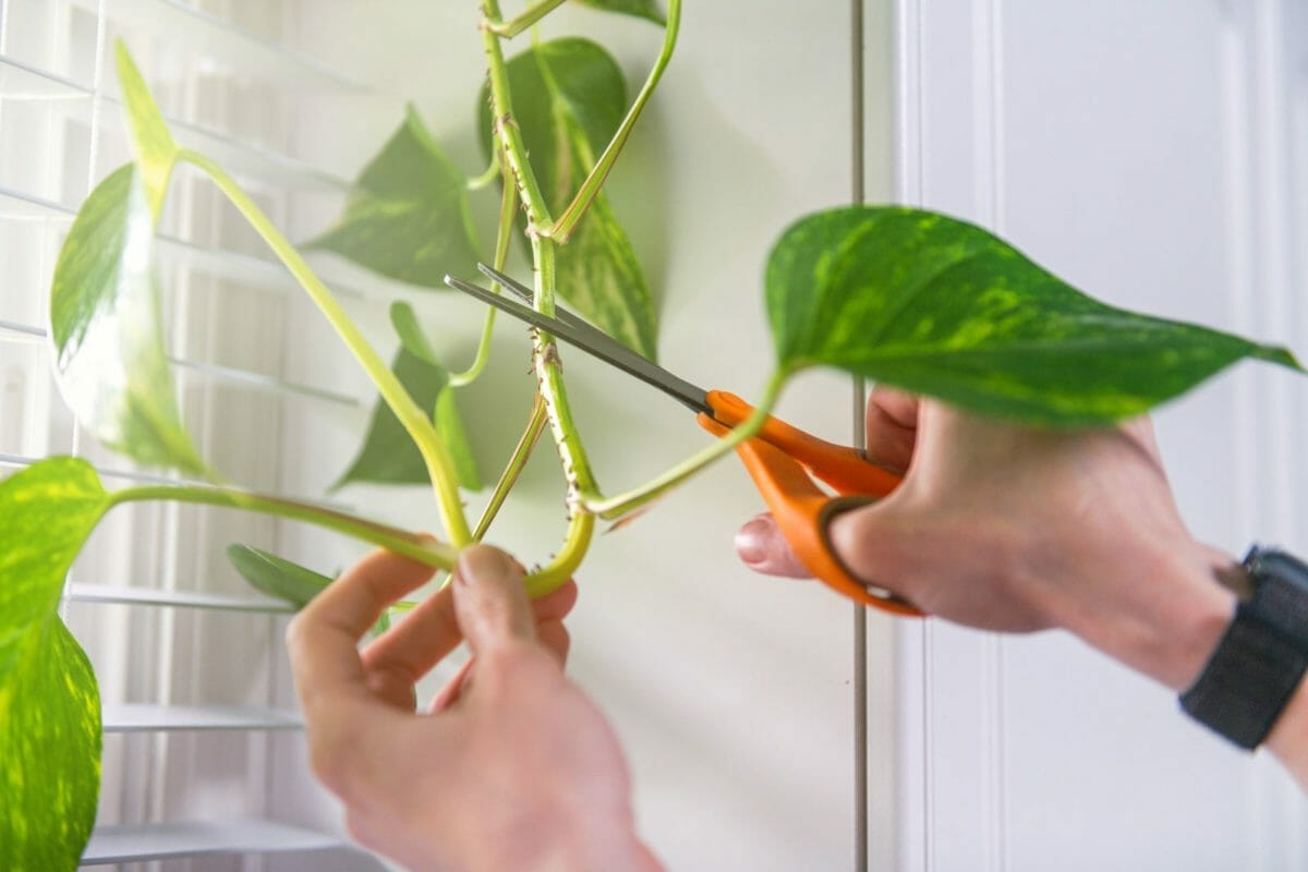Pothos Pruning 101: Simple Guide to Trimming Pothos Plants 6 showing pothos pruning with scissors