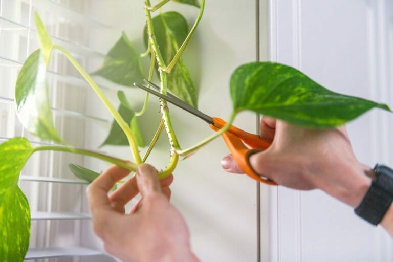 Pothos Pruning 101: Simple Guide to Trimming Pothos Plants 2 showing pothos pruning with scissors