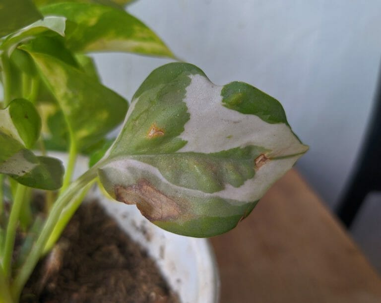 Pothos Sunburn: 7 Steps to Save Your Sunburned Plant 5 pothos plant with sunburn damage
