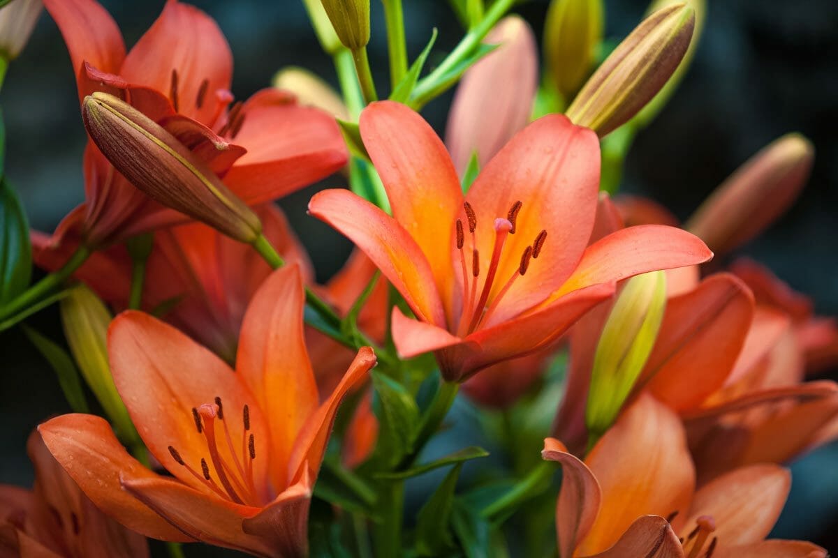 10 Beautiful Household Plants That Are Toxic for Cats 2 red tiger lily plant