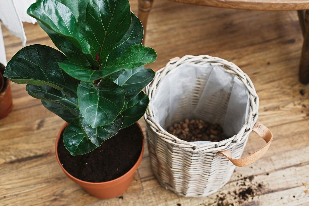 Transform Your Home Into A Tropical Oasis: Fiddle Leaf Fig 4 repotting a fiddle leaf fig tree plant into a new pot