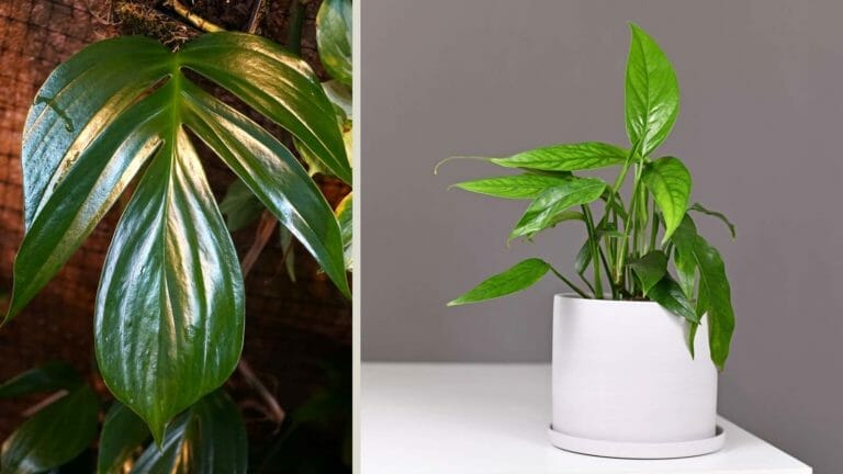 Rhaphidophora decursiva vs Epipremnum pinnatum (Compared) 2 rhaphidophora decursiva vs Epipremnum pinnatum plant