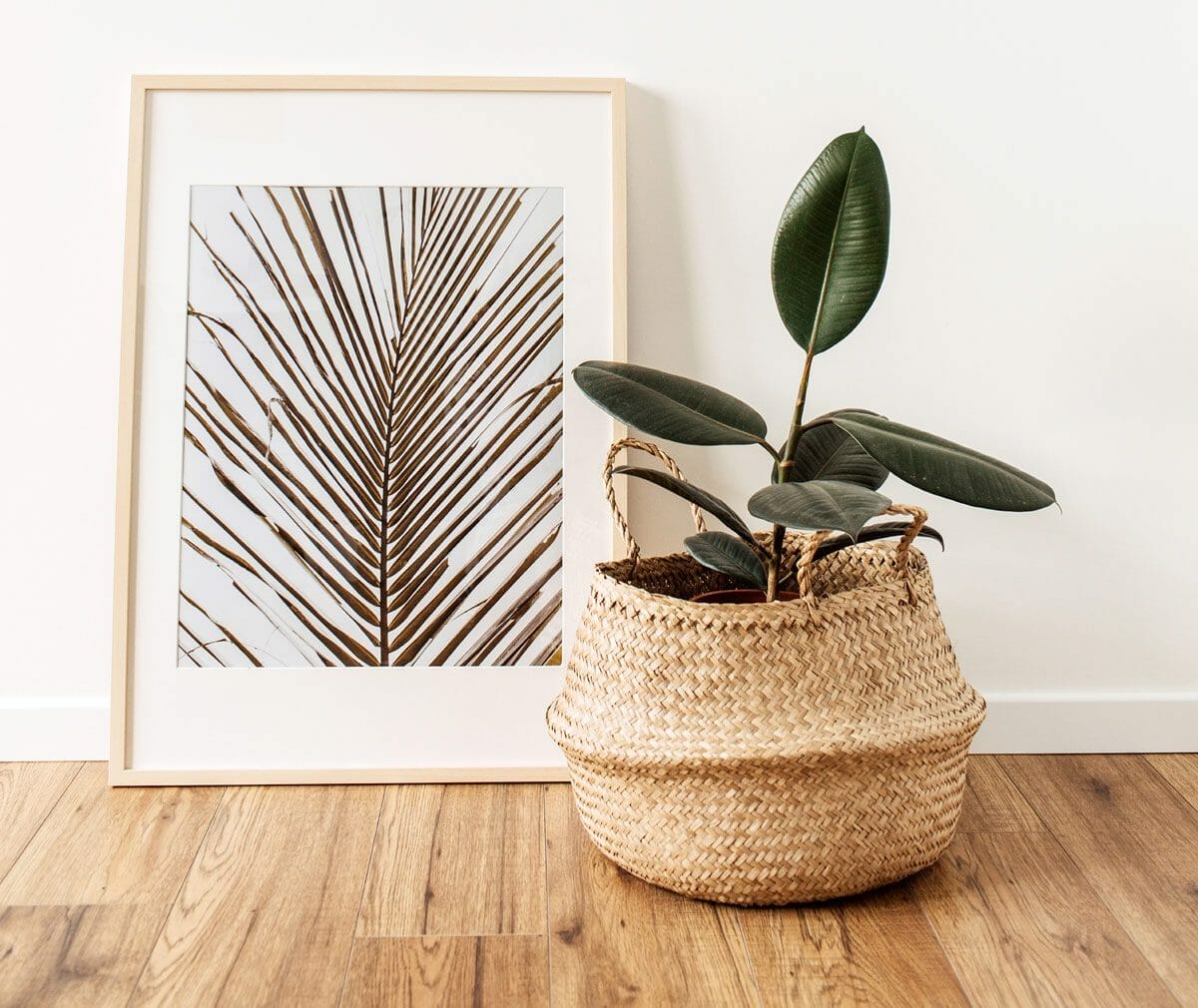 Top 10 Indoor Plants To Purify Air, According to NASA Expert 8 rubber plant in wicker basket to help clean the air.